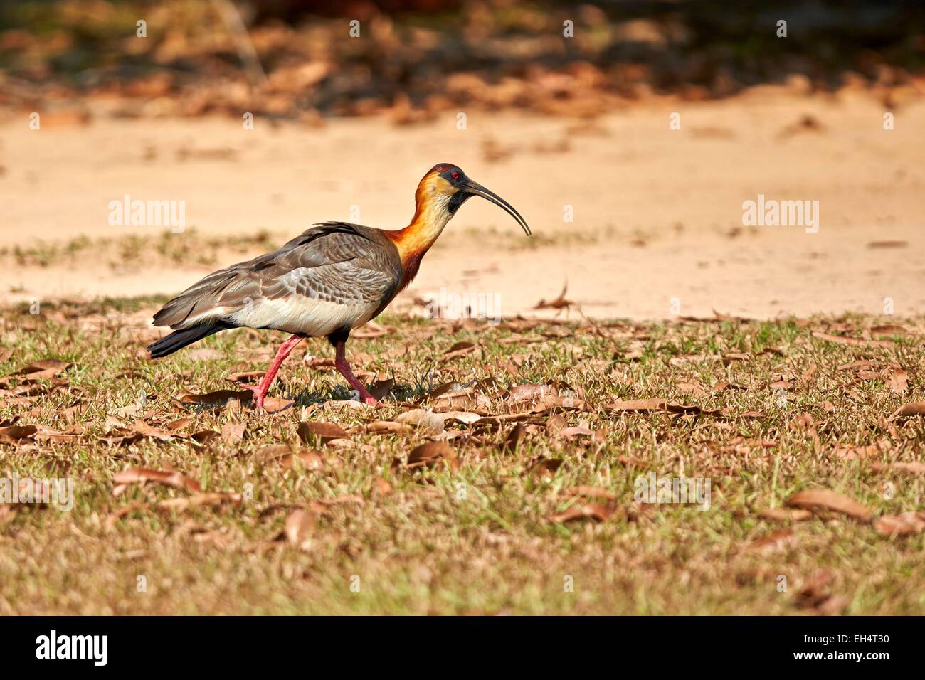 Il Brasile, Mato Grosso, Pantanal regione, Buff-colli (Ibis Theristicus caudatus) Foto Stock