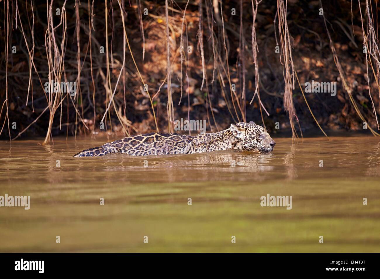 Il Brasile, Mato Grosso, Pantanal regione, Jaguar (Panthera onca), camminare in acqua o il nuoto Foto Stock