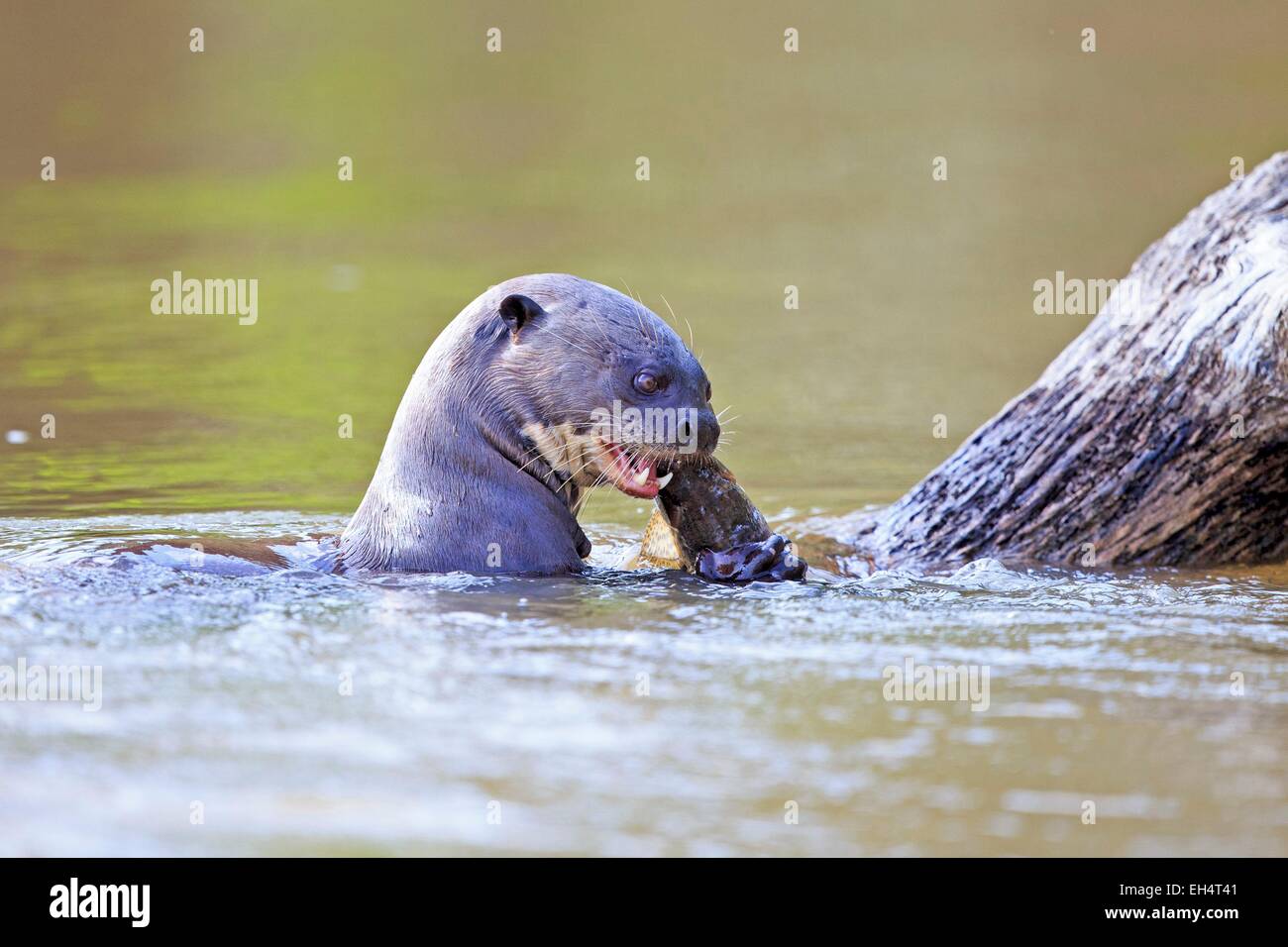 Il Brasile, Mato Grosso, Pantanal regione, lontra gigante (Pteronura brasiliensis), mangiando un pesce Foto Stock