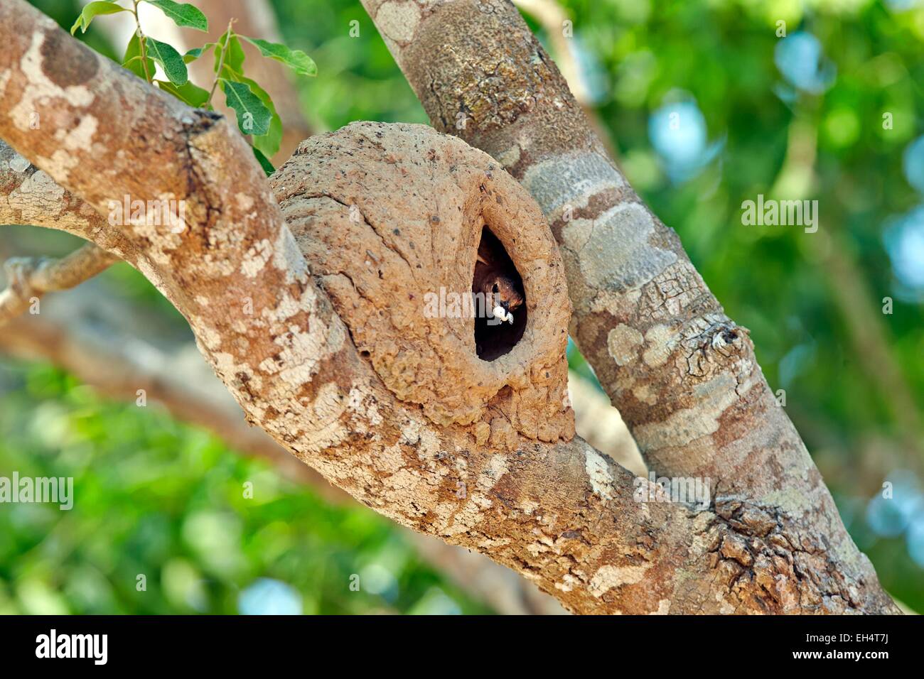 Il Brasile, Mato Grosso, Pantanal regione, Rufous hornero (Furnarius rufus), andando fuori dal suo nido con feci la sac Foto Stock