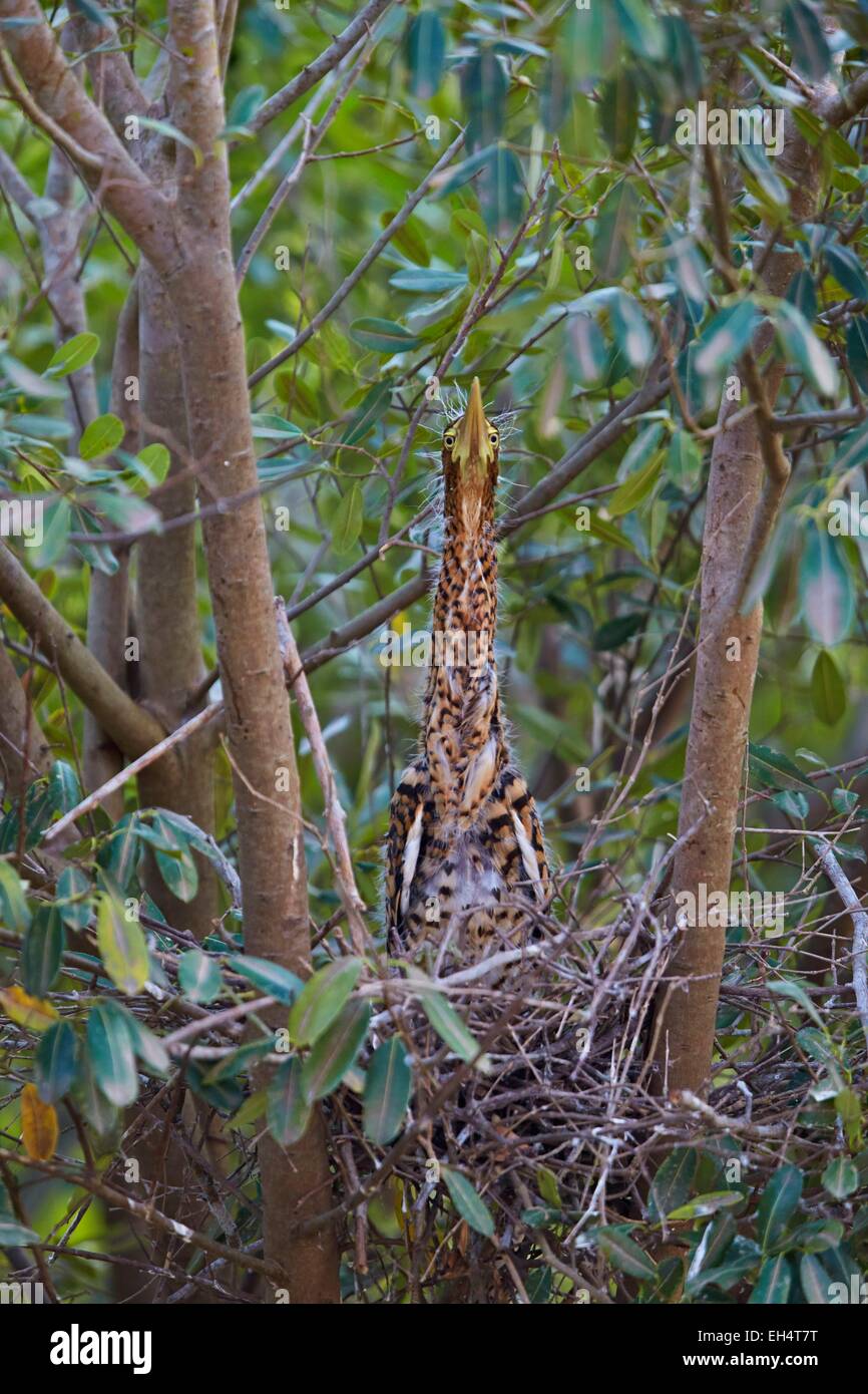 Il Brasile, Mato Grosso, Pantanal regione, Rufescent Tiger Heron (Tigrisoma lineatum), giovani nel nido Foto Stock