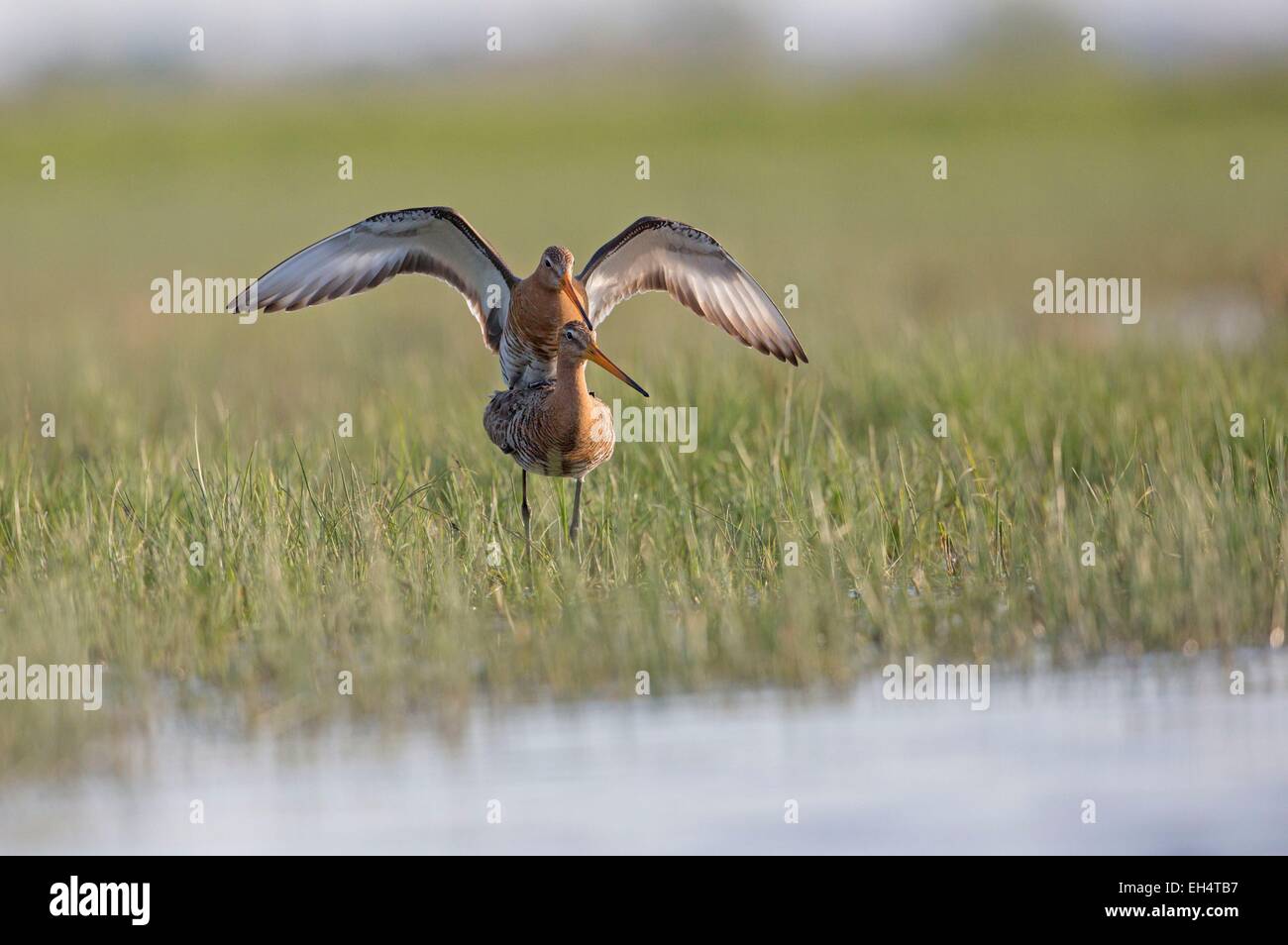 Francia, Vendee, La Barre de Monts, nero-tailed Godwit, (Limosa limosa) Foto Stock