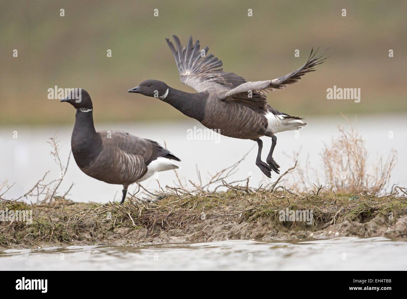 Francia, Vendee, Bouin, Brent goose (Branta bernicla) Foto Stock