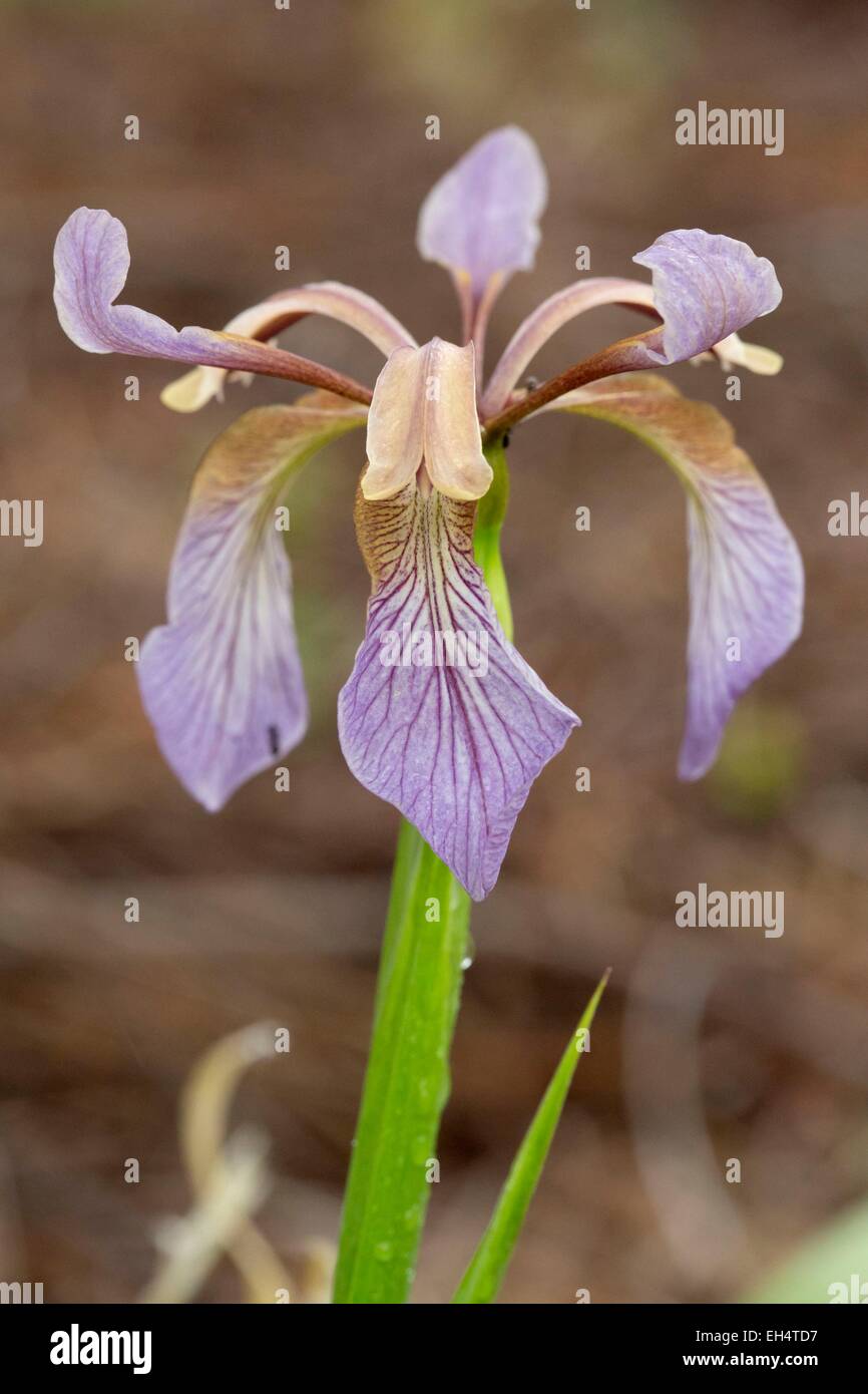 Francia, Vendee, Saint Jean de Monts, fallo Iris (Iris foetidissima) Foto Stock