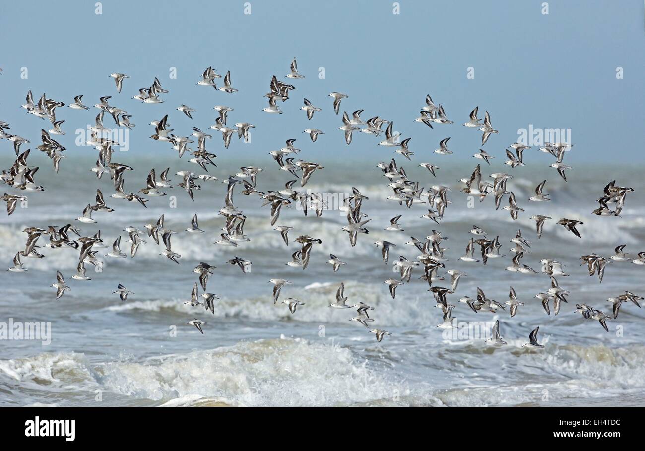 Francia, Vendee, Notre Dame de Monts, uccelli costieri, Sanderling (Calidris alba) Foto Stock