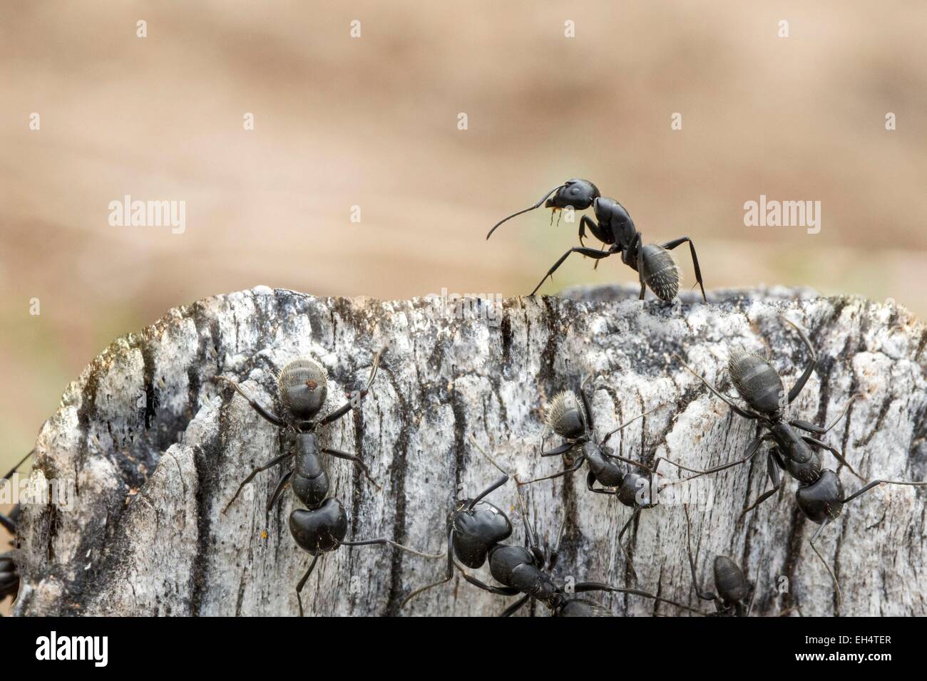 Francia, Vendee, Notre Dame de Monts, falegname formiche (Camponotus) Foto Stock