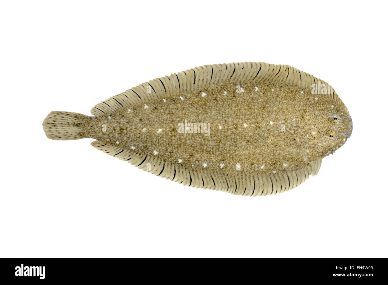 Solenette - Buglossidium luteum Foto Stock