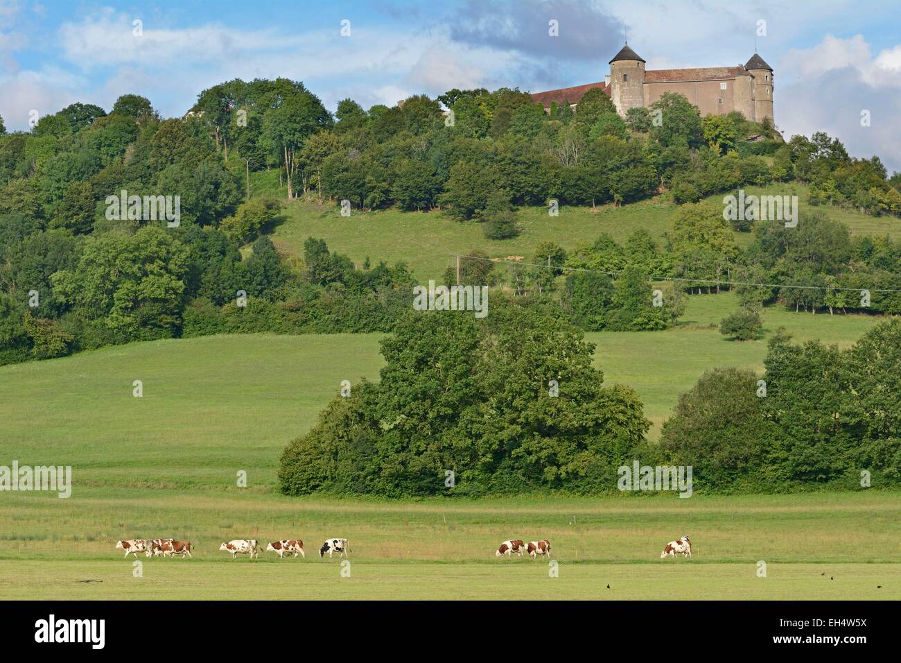 Francia, Doubs, Belvoir Castle, Montbeliarde mucche al pascolo Foto Stock