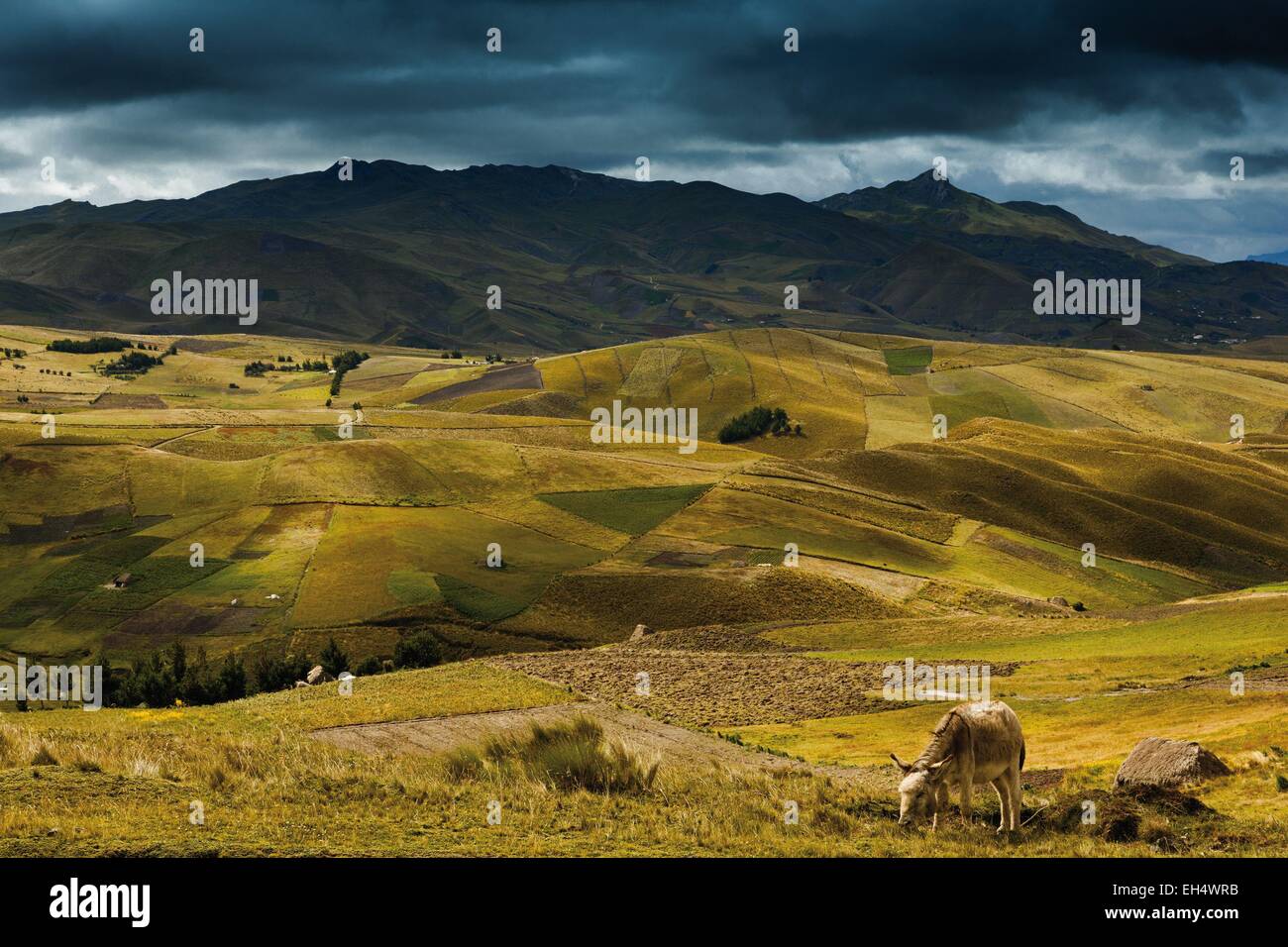 Ecuador, Cotopaxi, Tigua, montagna paesaggio andino sotto un cielo tempestoso con un asino in primo piano in un campo Foto Stock