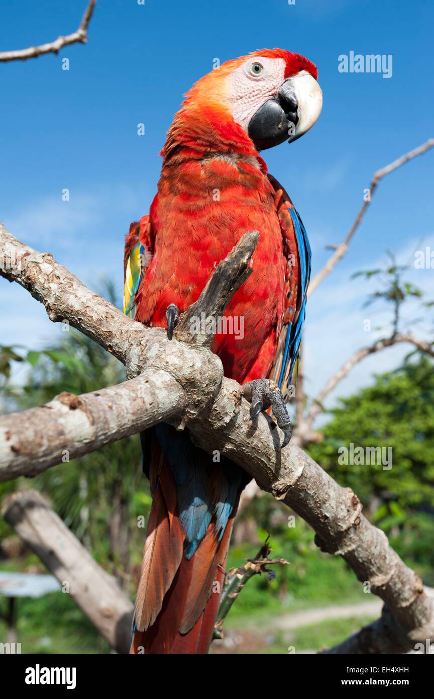 Francia, Guiana francese, Parc Amazonien de Guyane (Guiana Parco amazzonico), Belikampoe, macaw (Ara chloroptera) Foto Stock