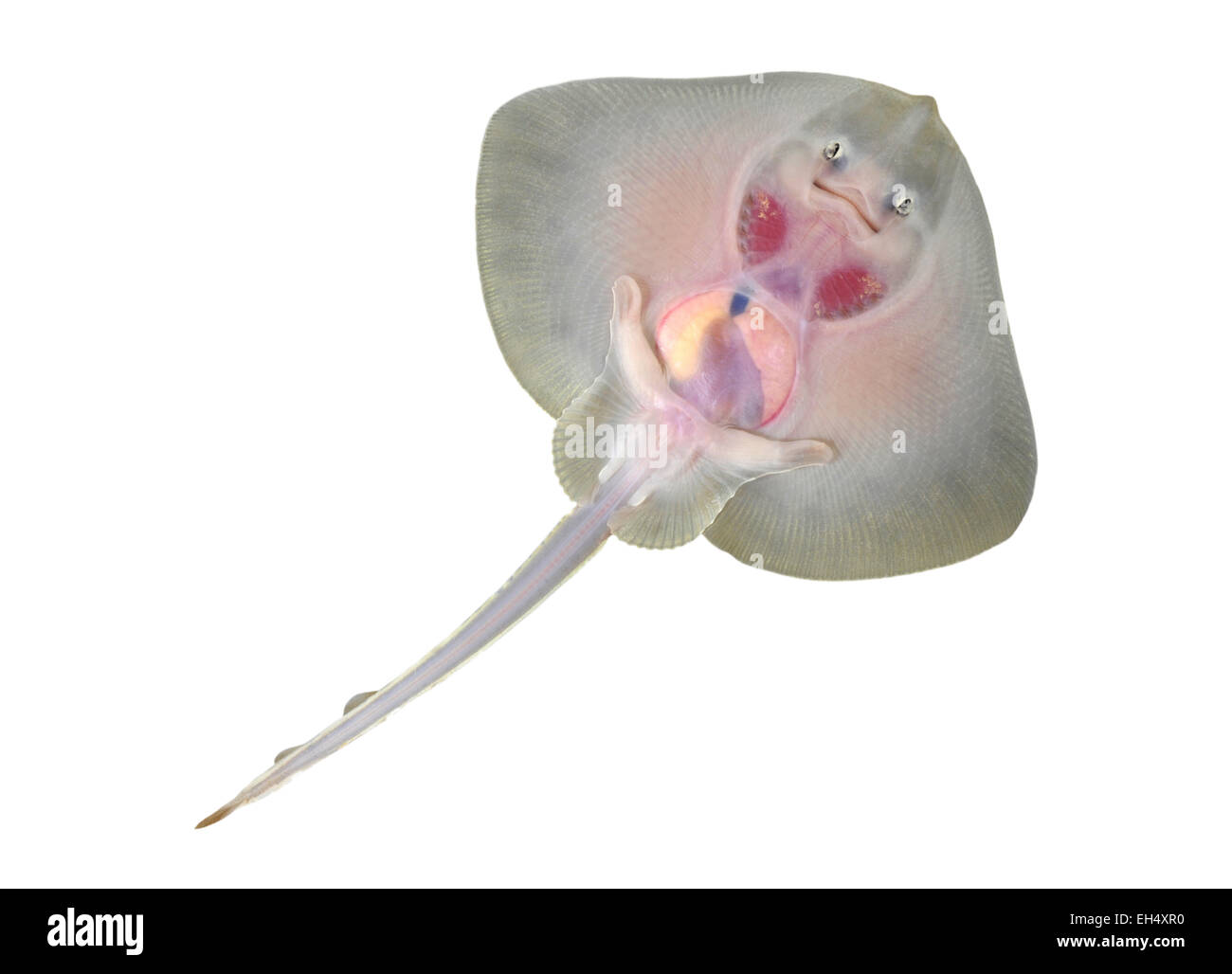 Thornback Ray - Raja clavata Foto Stock