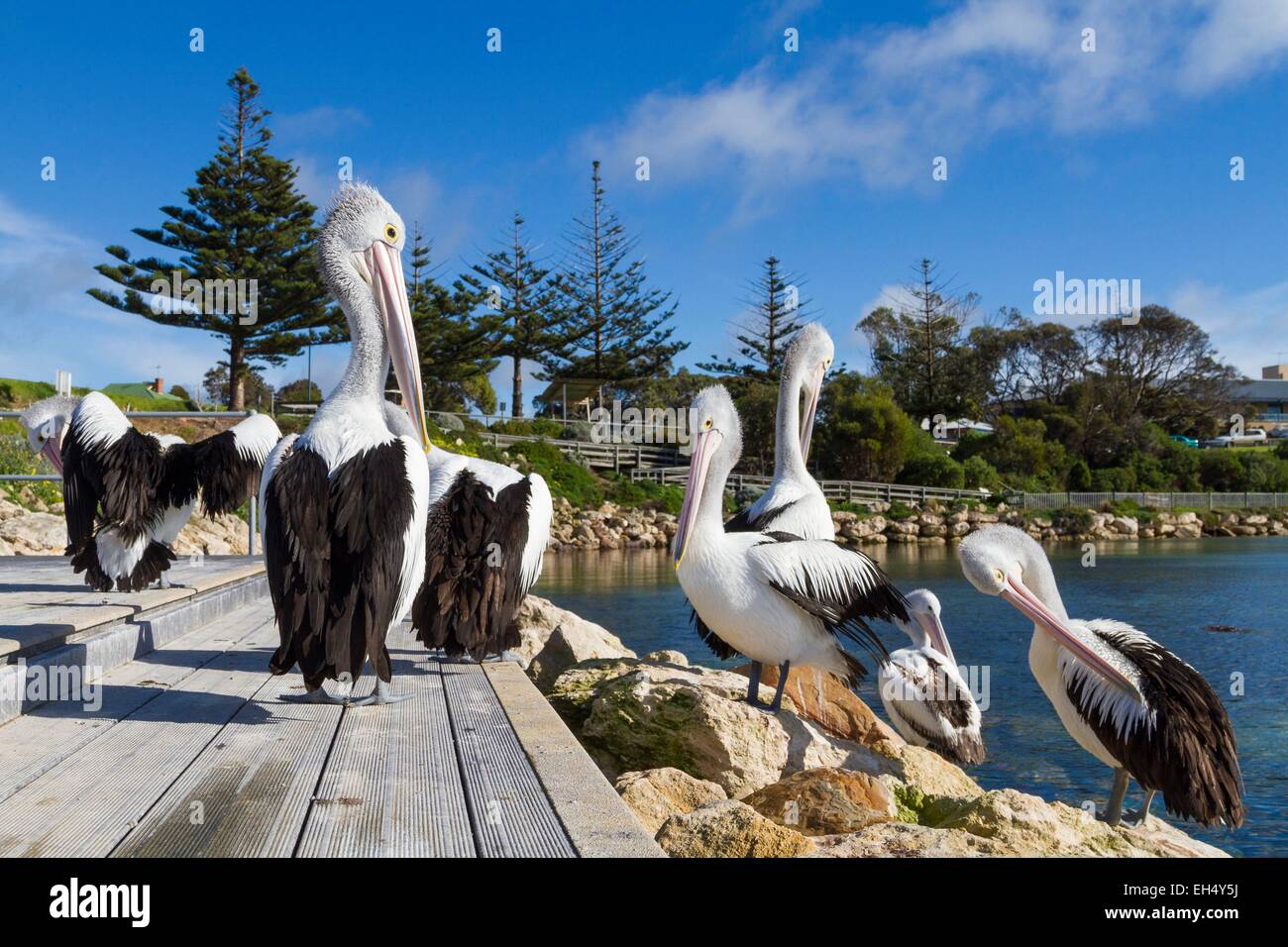 In Australia, in Sud Australia, Kangaroo Island, Kingscote, Australian pellicani (Pelecanus conspicillatus) Foto Stock