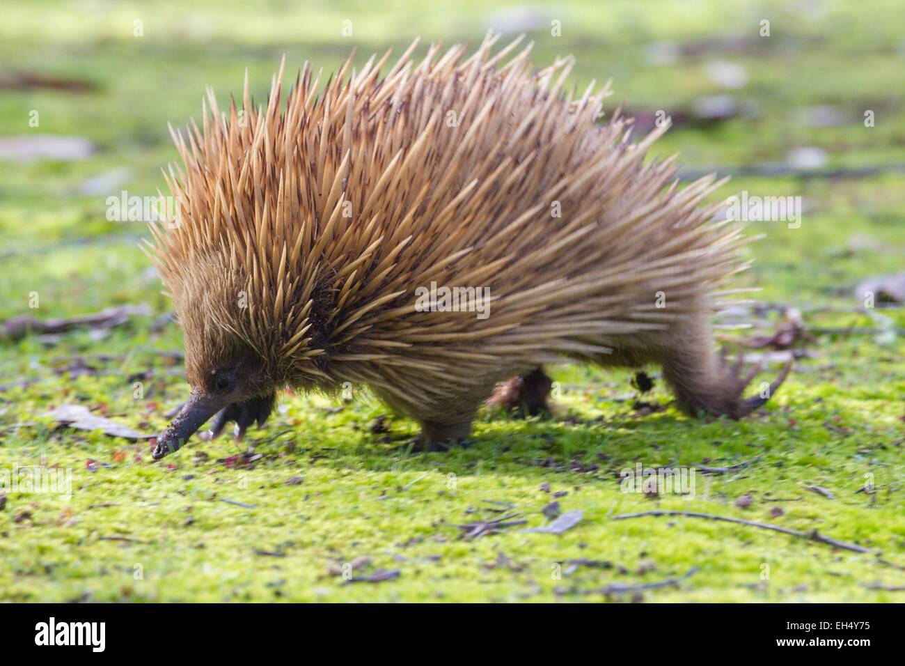 In Australia, in Sud Australia, Kangaroo Island, a breve becco echidna (Tachyglossus aculeatus) in un parco Foto Stock