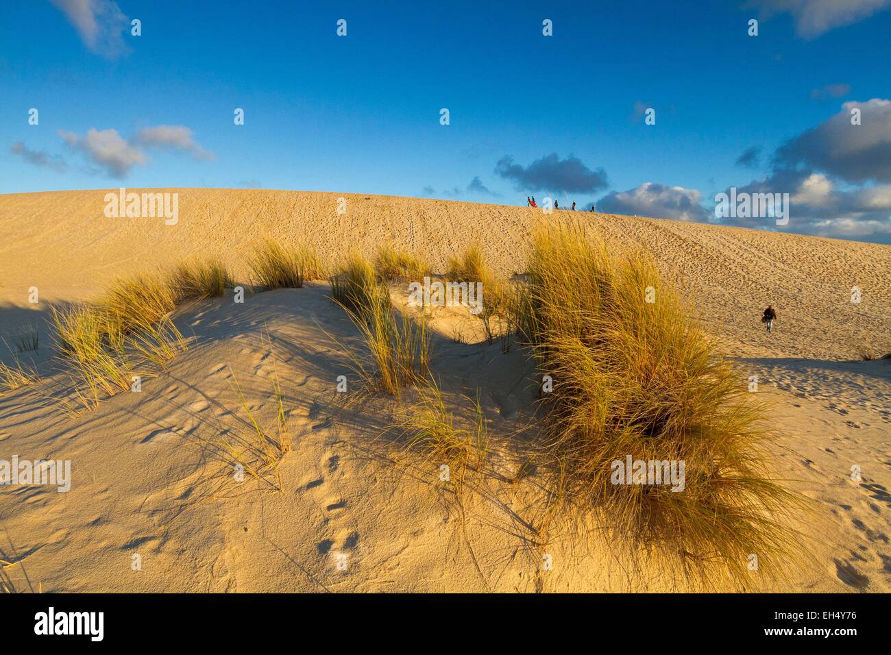 In Australia, in Sud Australia, Kangaroo Island, Little Sahara Foto Stock