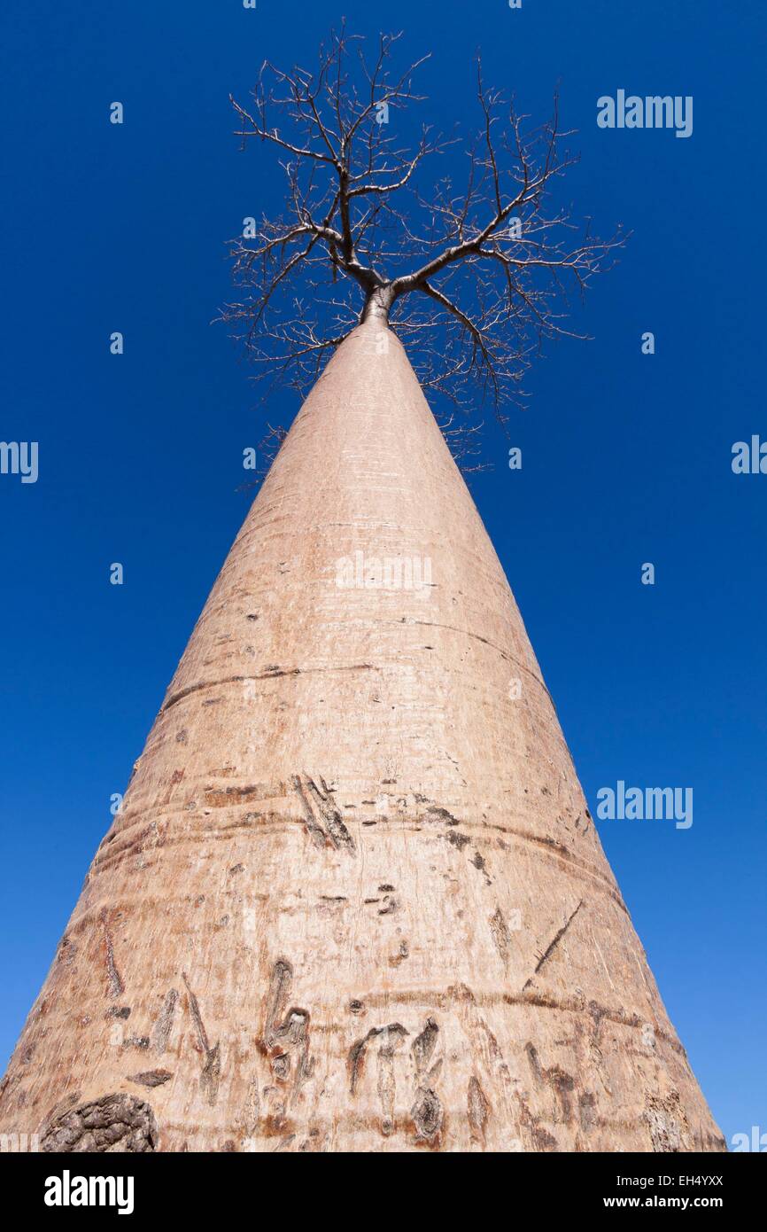 Madagascar, regione di Menabe, Morondava, vicolo del baobab, Grandidier il baobab (Adansonia grandidieri) Foto Stock