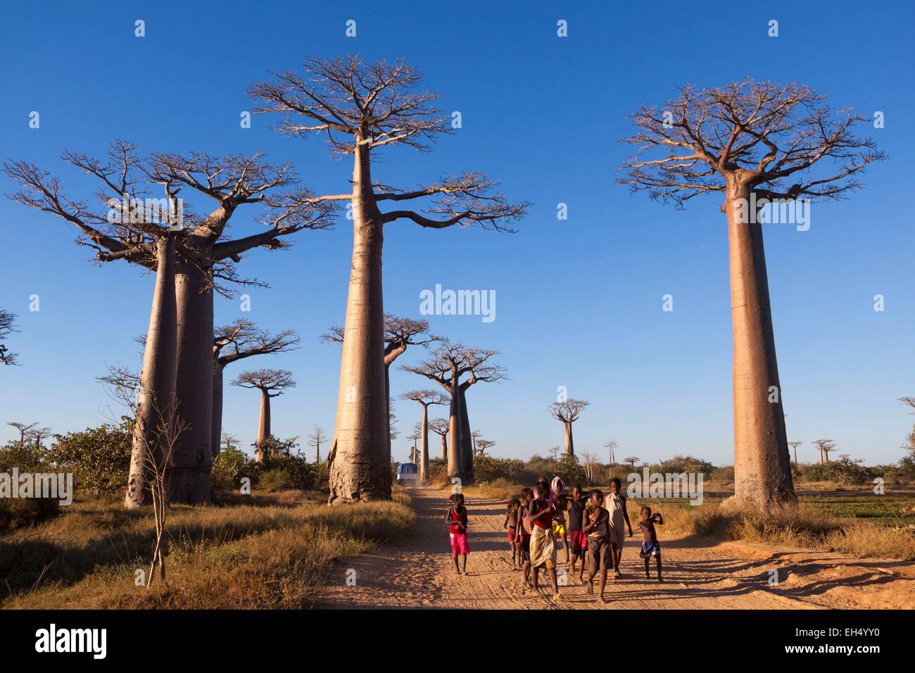 Madagascar, regione di Menabe, Morondava, bambini nel vicolo del baobab, Grandidier il baobab (Adansonia grandidieri) Foto Stock