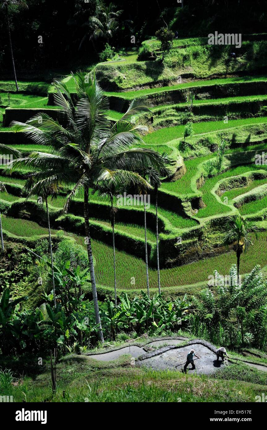 Indonesia, Nusa Tenggara, Bali Tegallalang terrazze di riso sono classificati come patrimonio mondiale dall' UNESCO Foto Stock