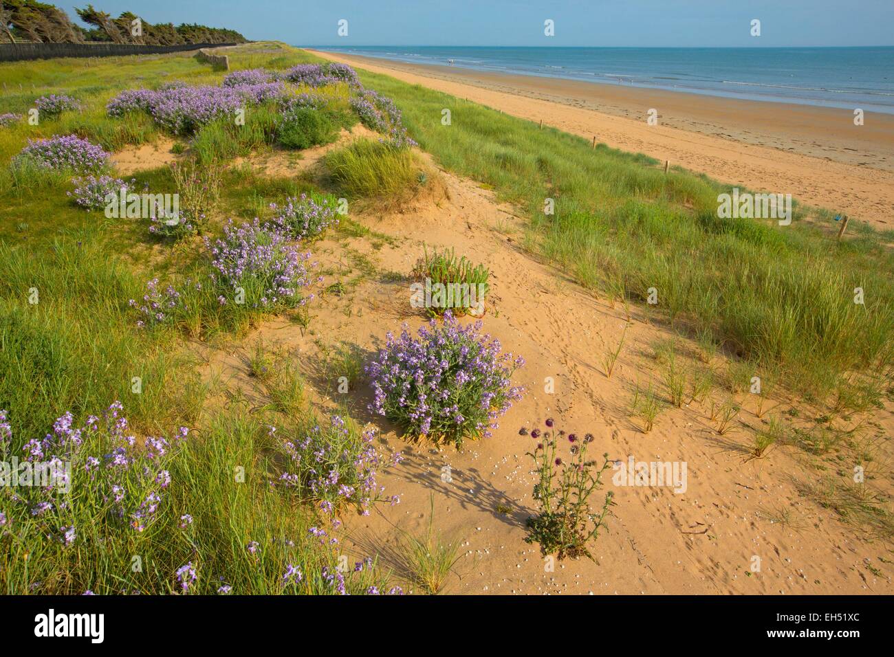 Francia, Vendee, Saint Jean de Monts, Bianco Dune, violaciocca dune Foto Stock
