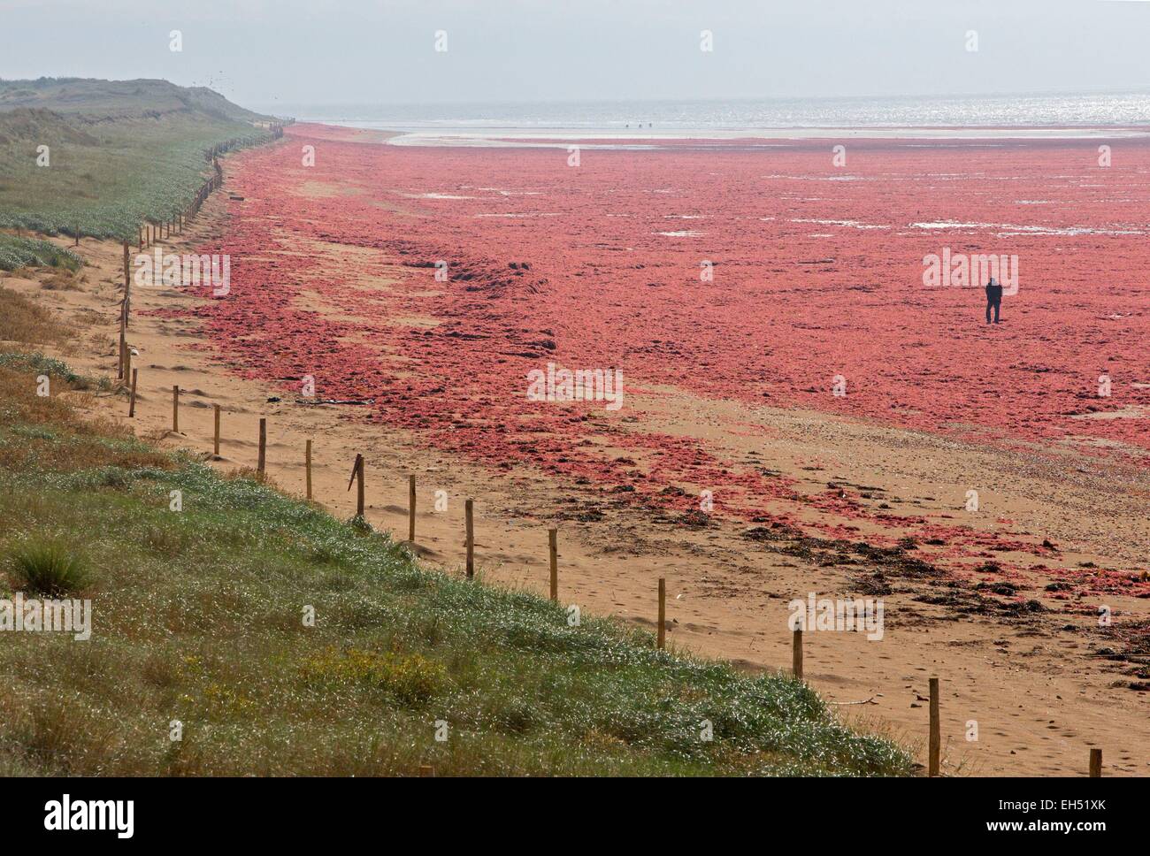 Francia, Vendee, Saint Jean de Monts, alghe rosse, Foto Stock