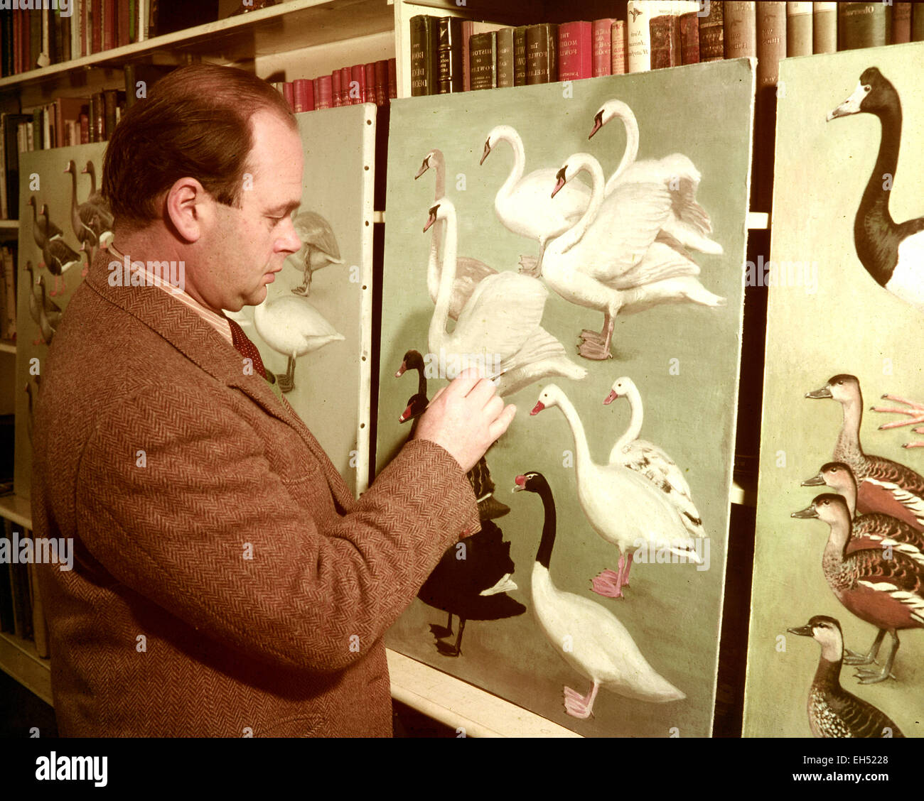 PETER SCOTT (1909-1989) inglese ornitologo e naval officer presso WWT Slimbridge circa 1947 Foto Stock