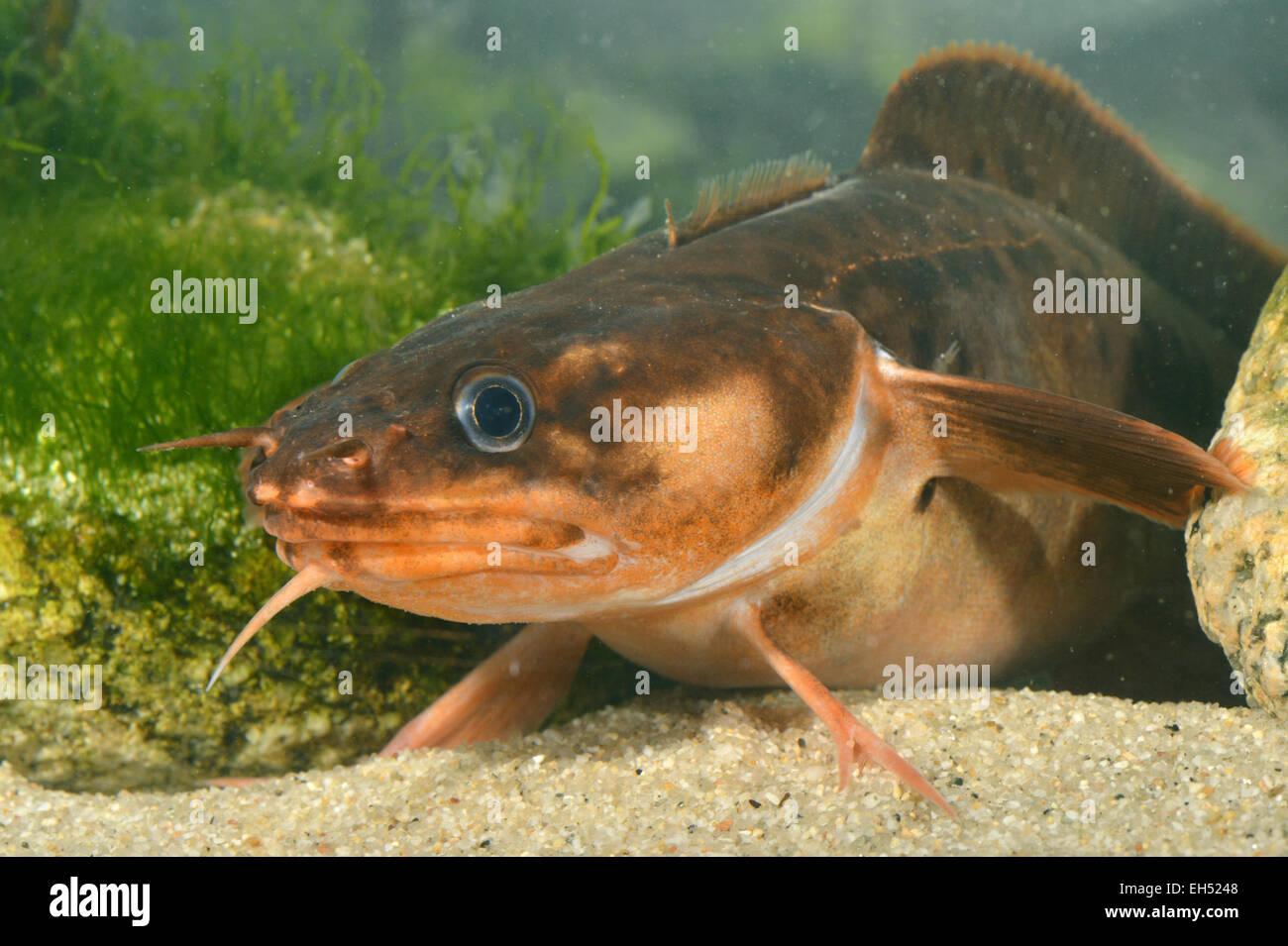Tre-barbuto motella - Gaidropsarus vulgaris Foto Stock