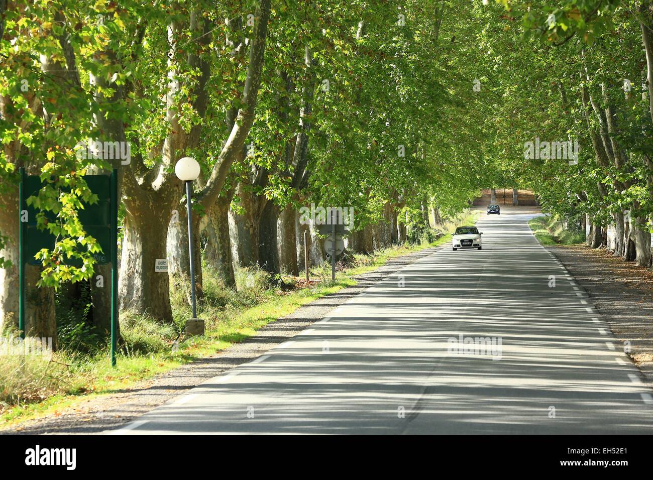 Francia, Var, Dracenie, Vidauban, strada D48 Foto Stock