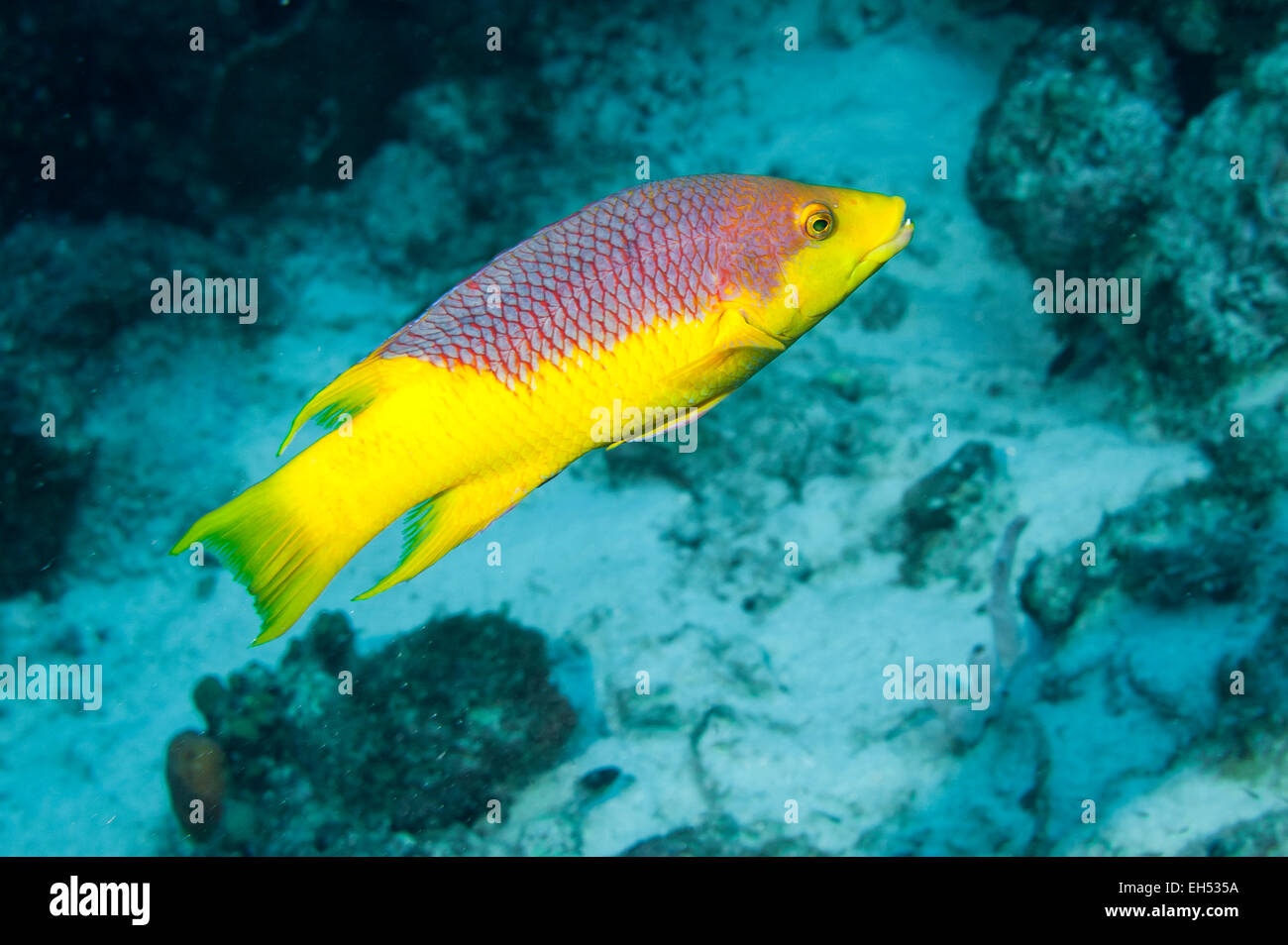 Spagnolo - Hogfish Bodianus rufus Foto Stock