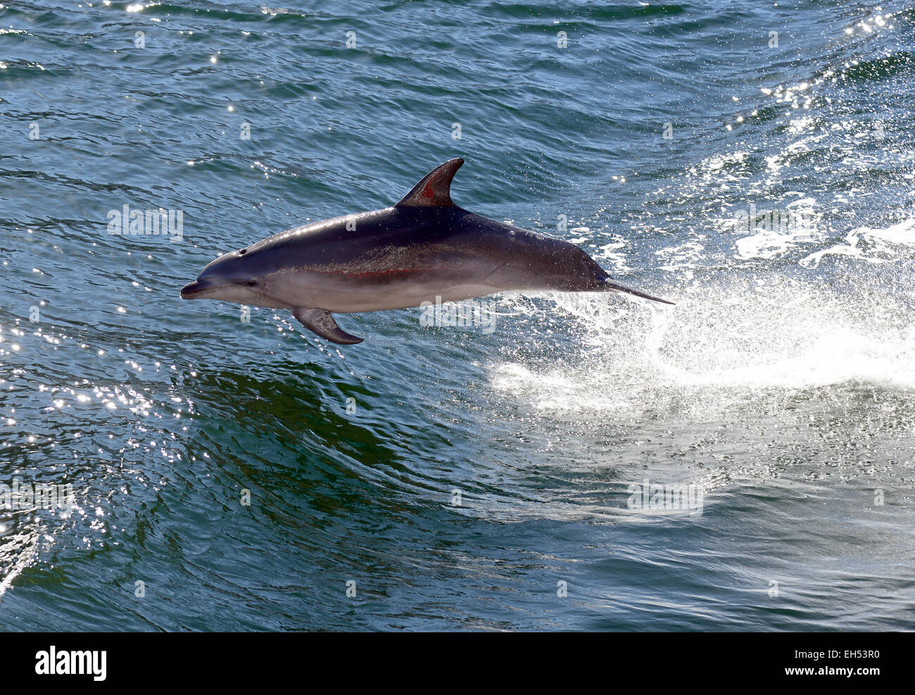Dolphin salta fuori dell'acqua a Milford Sound, Fiordland, South Island, in Nuova Zelanda. Foto Stock