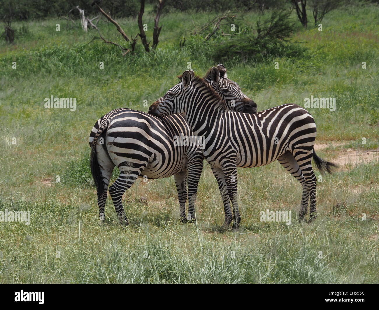 Una coppia di Burchell's zebre (Equus quagga Burchelli) fare uno schema simmetrico come essi lo sposo ogni altro in Ruaha N P Tanzania Foto Stock