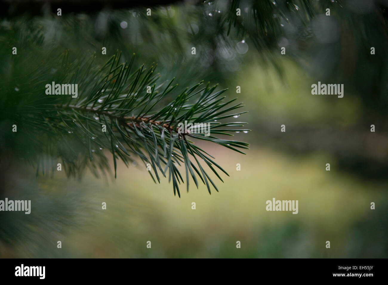 Pini in Arcadia Dune/C.S. Mott Nature Preserve lungo il sentiero Baldy nel nord-ovest del Michigan. Foto Stock
