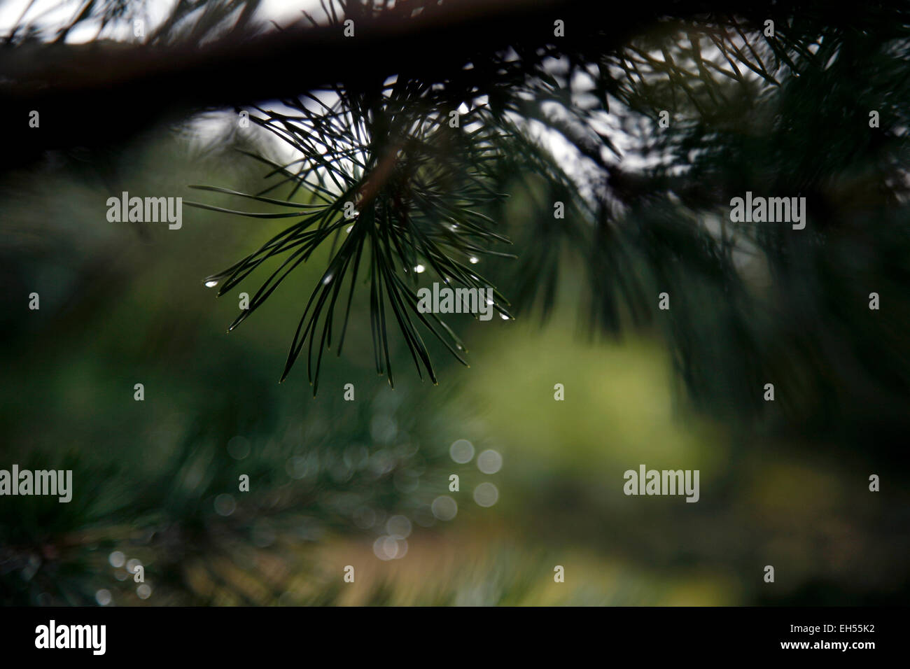 Pini in Arcadia Dune/C.S. Mott Nature Preserve lungo il sentiero Baldy nel nord-ovest del Michigan. Foto Stock