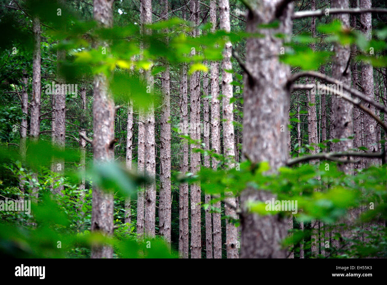Pine situato nell'Arcadia Dune/C.S. Mott Nature Preserve lungo il sentiero Baldy nel nord-ovest del Michigan. Foto Stock