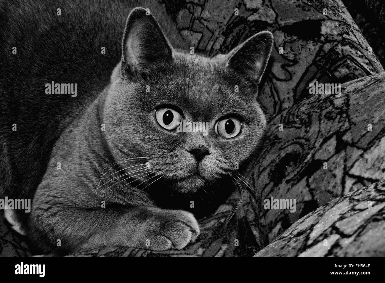 Ritratto di grigio Britannico gatto close up Foto Stock