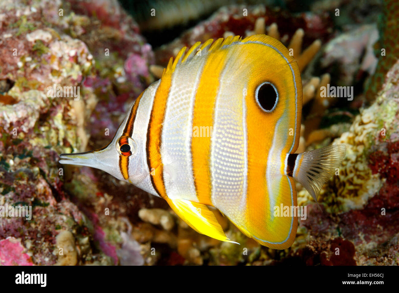 Fatturati Coralfish, Chelmon rostratus. Foto Stock