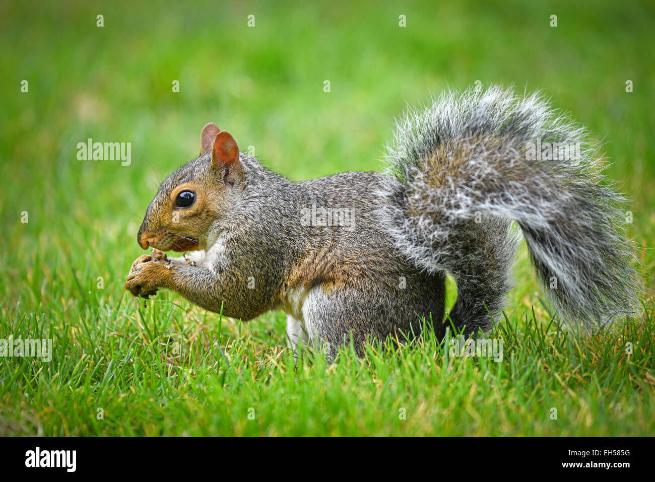 American scoiattolo grigio di mangiare un dado Foto Stock
