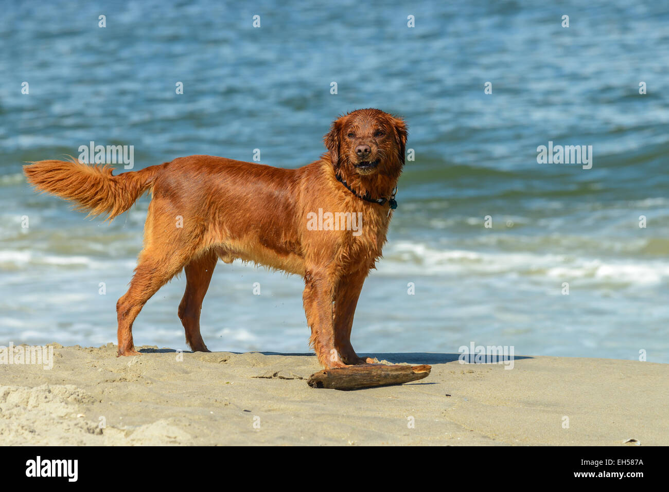 Beautiful Golden Retriever cane giocando sulla spiaggia con un bastone Foto Stock