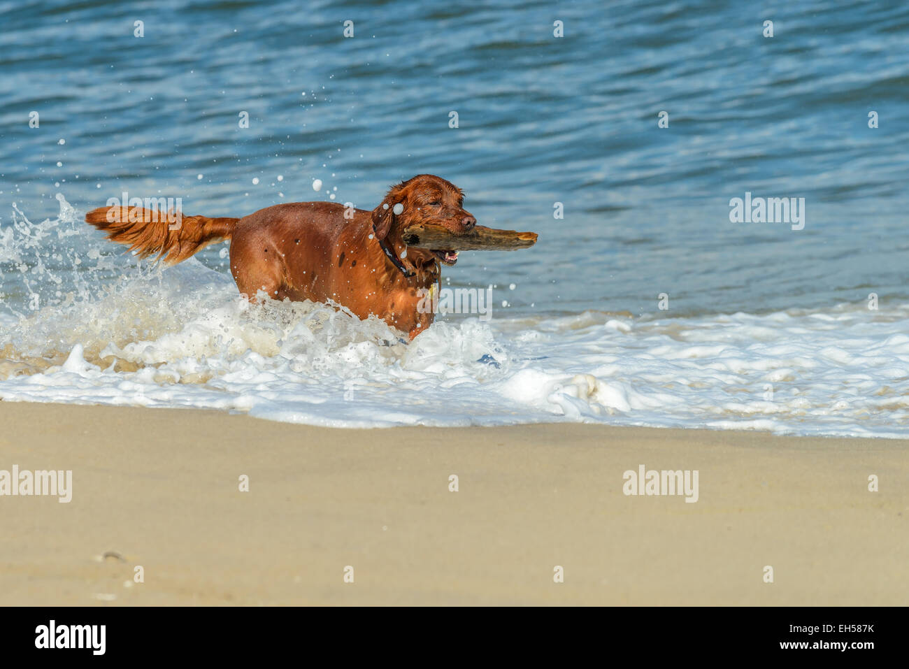 Beautiful Golden Retriever cane giocando sulla spiaggia con un bastone Foto Stock