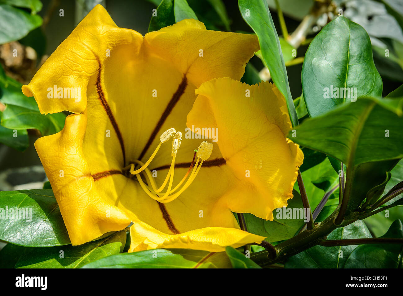 Bellissimo fiore giallo close-up Foto Stock