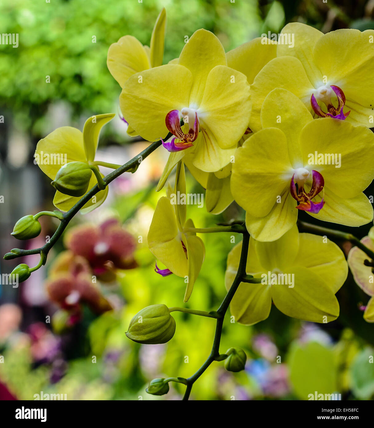 Bella orchidea gialla nel giardino Foto Stock