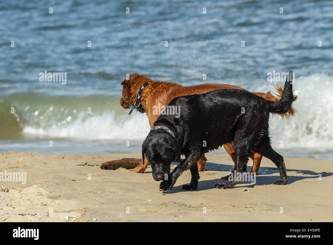 Il labrador nero e golden retriever cane giocando sulla spiaggia con un bastone Foto Stock