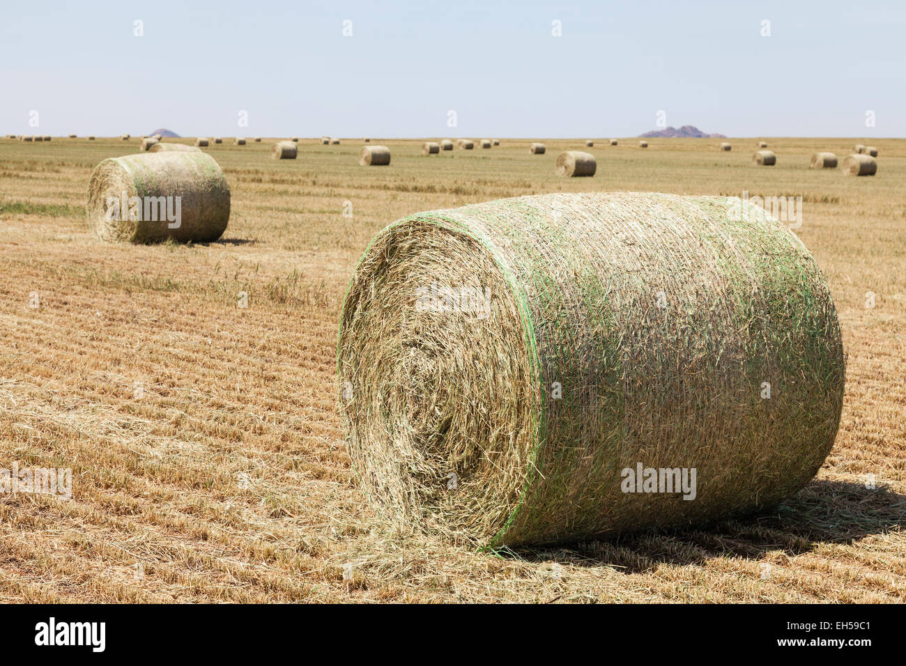 Le balle di fieno in appena tagliato il campo di fieno in Oklahoma Foto Stock