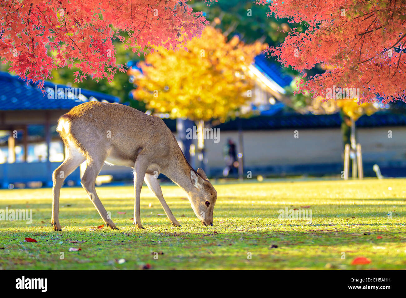 Nara cervi girovagano liberamente nel Parco di Nara, Giappone per adv o altri usi Foto Stock