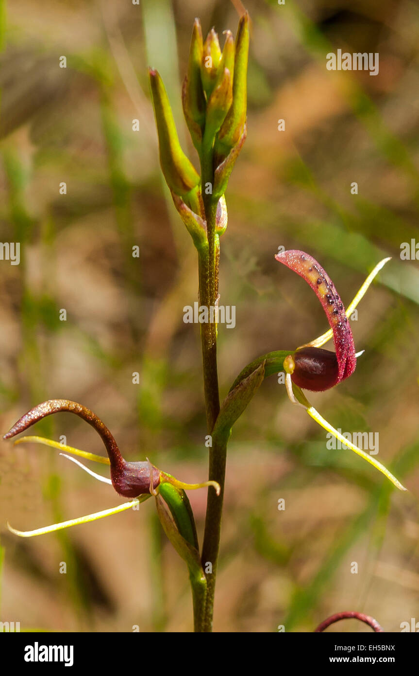 Cryptostylis leptochila, piccola linguetta-orchid Foto Stock