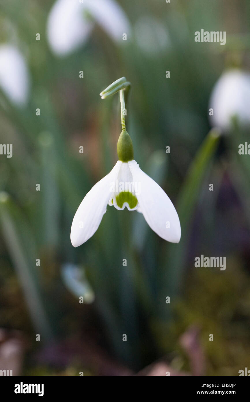 Galanthus Galatea. Snowdrops crescente sul bordo di un bosco giardino. Foto Stock