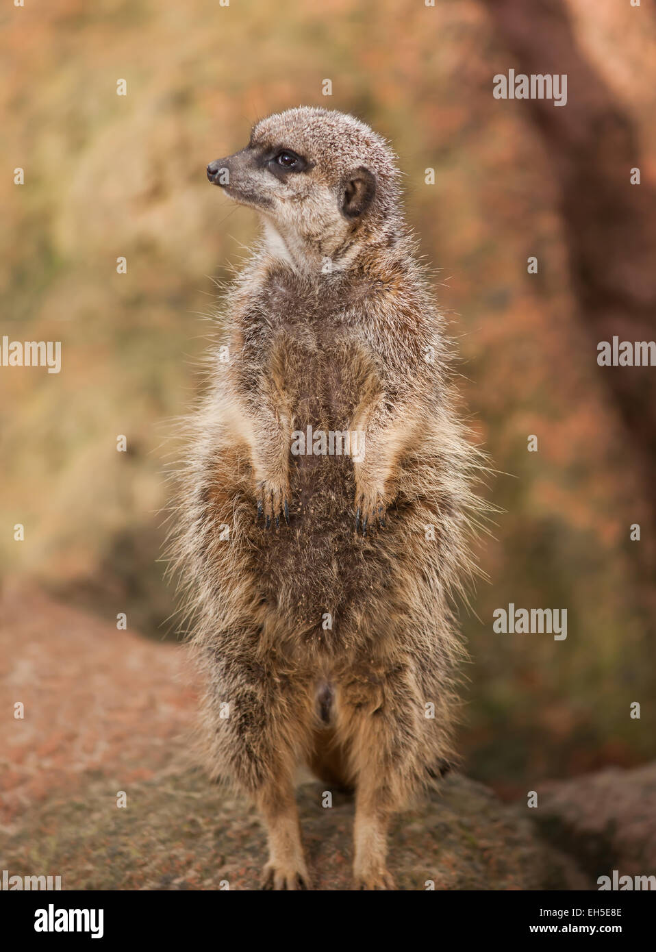 La fauna selvatica in Africa: meerkat vigile o suricate Foto Stock