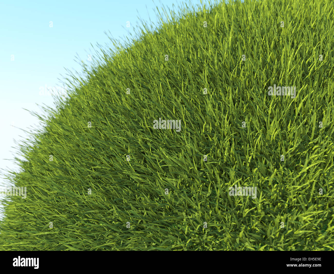 Pianeta Verde: close up di erba fresca e cielo blu in estate Foto Stock