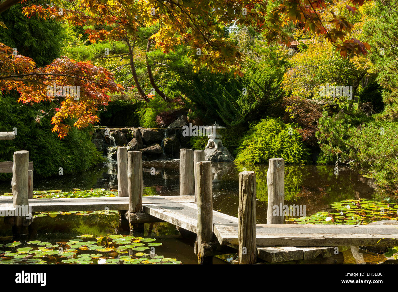 Giardino giapponese, Tasmanian Botanical Gardens, Hobart, Tasmania, Australia Foto Stock