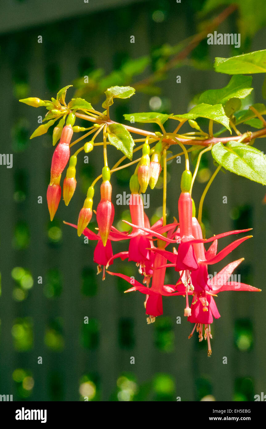 Fuchsia magellanica in Tasmania Giardini botanici Foto Stock