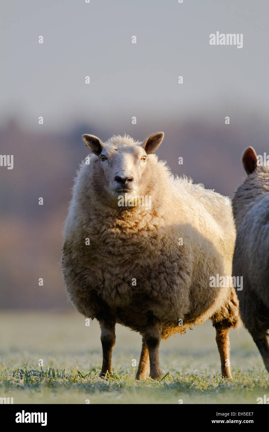 Pecore bianche nel prato di erba con brina Foto Stock
