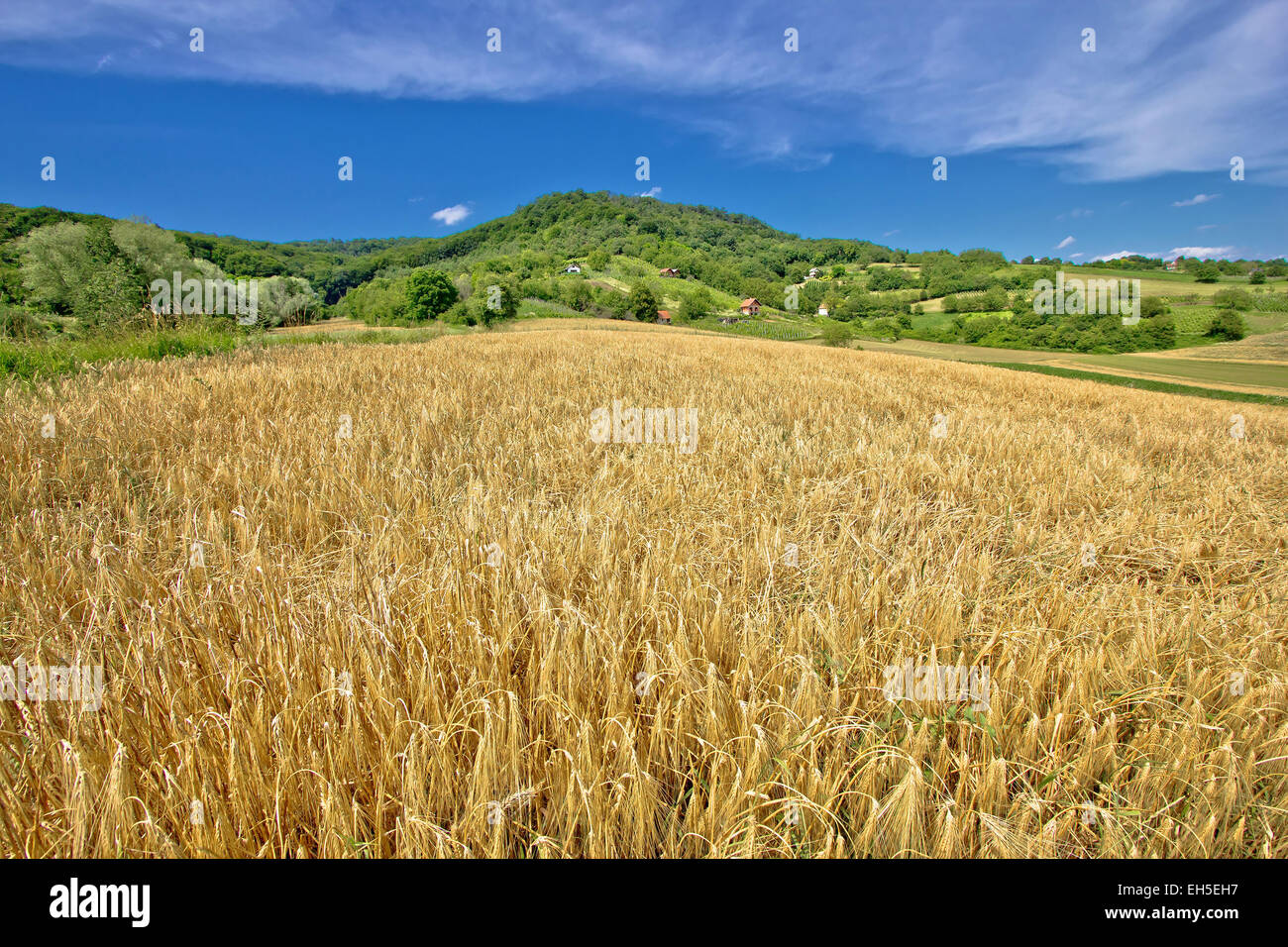 Il paesaggio agricolo campo di grano su una verde collina in Croazia, Prigorje regione Foto Stock